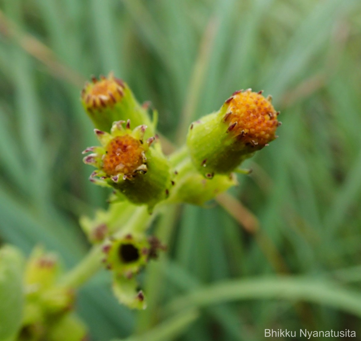 Gynura lycopersicifolia DC.